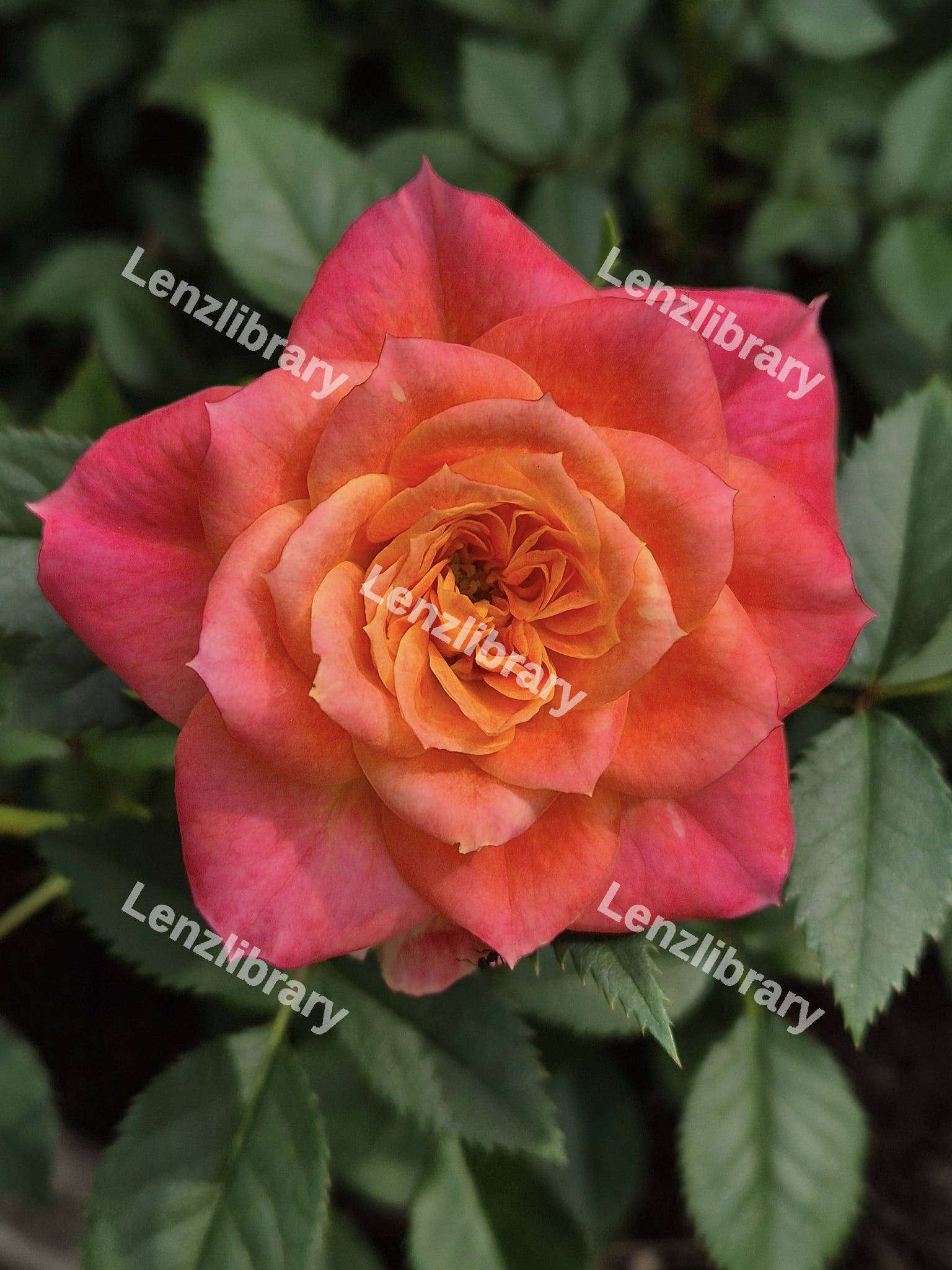 Orange Rose